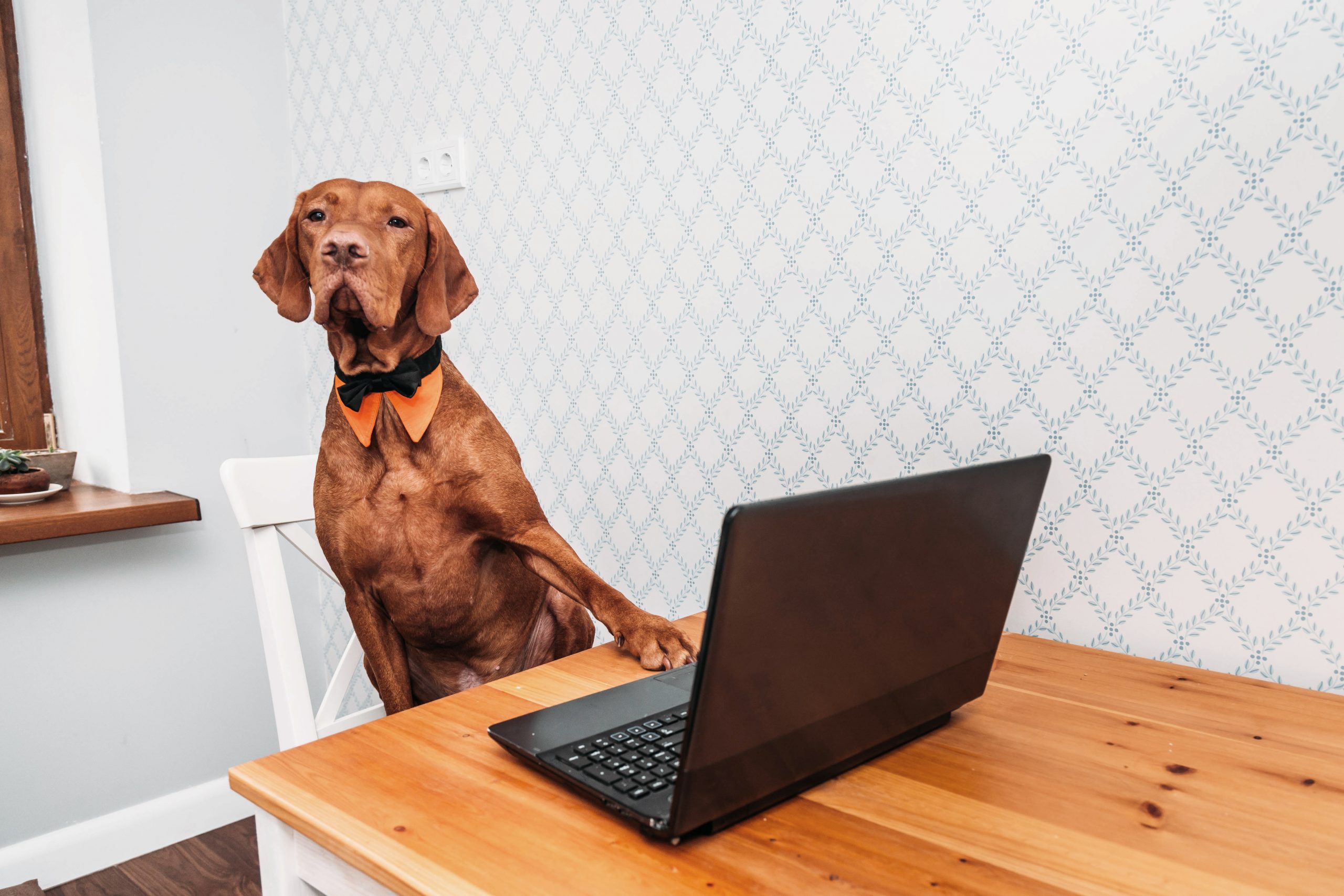 Smart,Vizsla,Dog,Working,With,Laptop.,Dog,Behind,Grey,Laptop